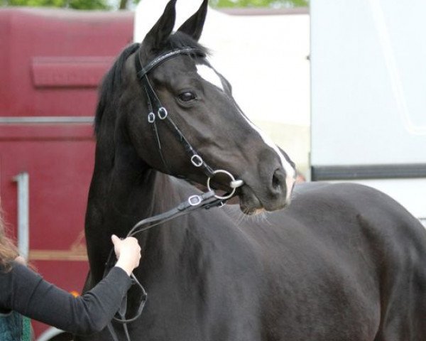 broodmare Scarlett (Westphalian, 2004, from Show Star)