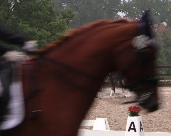 Reitturnier Müncheberg 2017