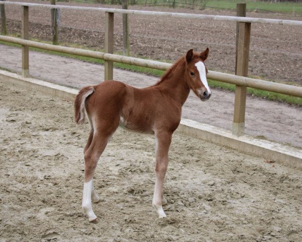 broodmare Captain's Liebling (German Riding Pony, 2018, from Captain Meyer WE)