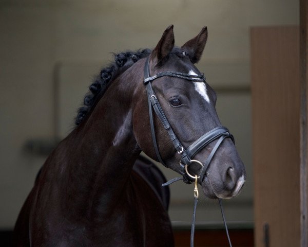 horse Natcho AW (German Riding Pony, 2015, from Noah de Luxe)