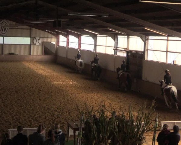 Reitturnier Lüdinghausen-Westrup 2017