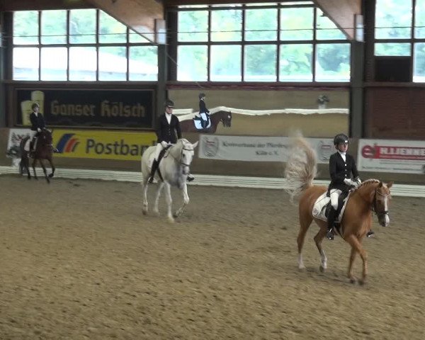 Reitturnier Köln-Leverkusen 2017