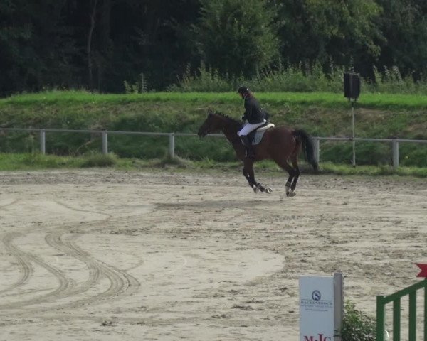 Reitturnier Köln-Leverkusen 2017