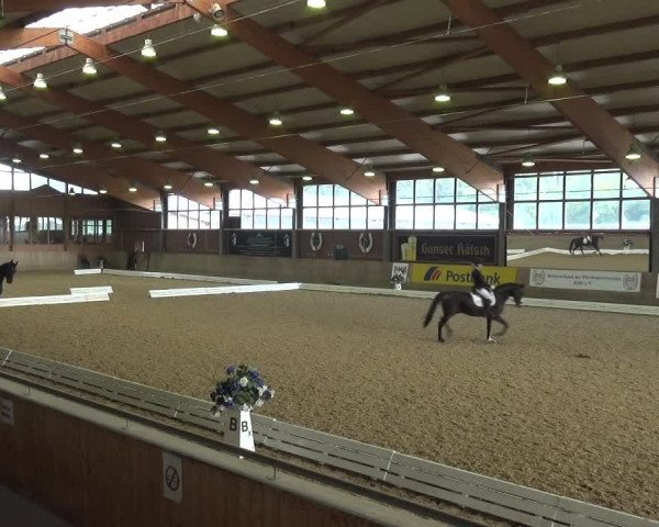 Reitturnier Köln-Leverkusen 2017