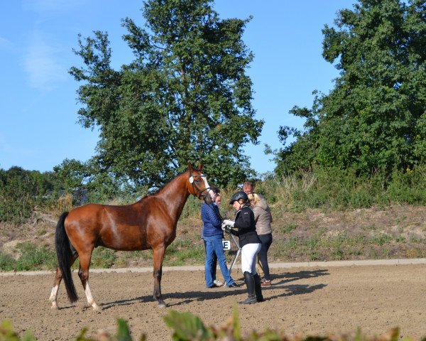 dressage horse Starfire TR (German Riding Pony, 2014, from Spring Star's Spirit)