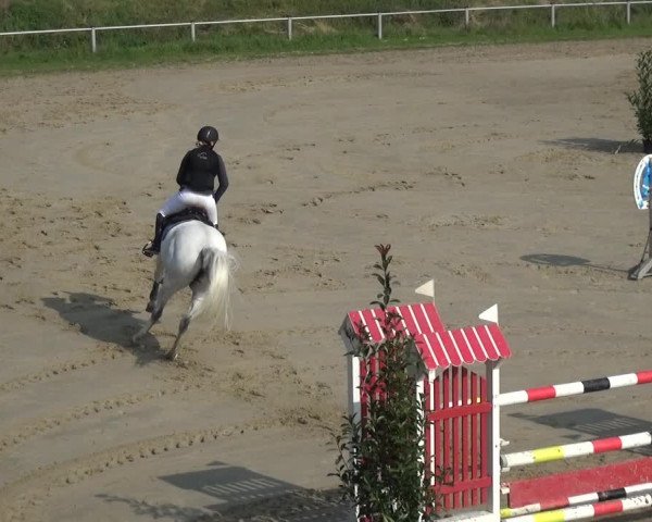 Reitturnier Köln-Leverkusen 2017