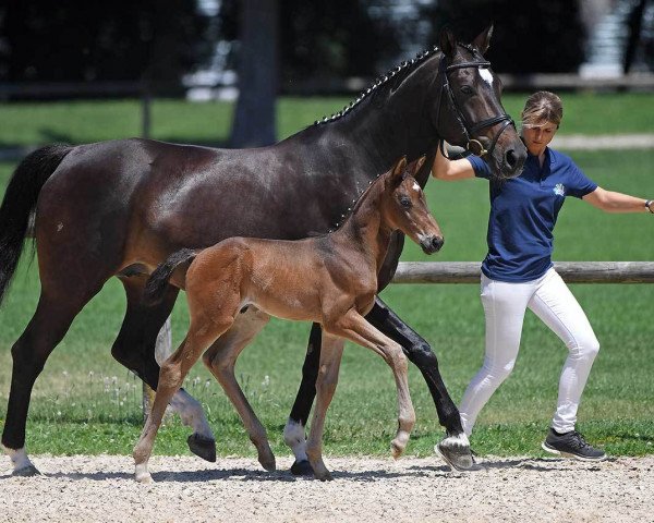 horse Hengst von Daybreak M (Bavarian, 2018, from Daybreak M)