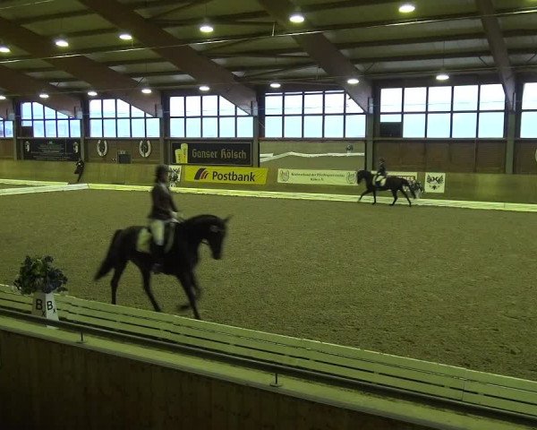 Reitturnier Köln-Leverkusen 2017