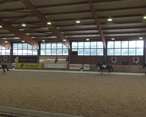 Reitturnier Köln-Leverkusen 2017