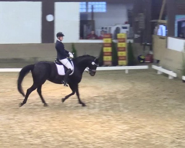 Reitturnier Vlotho-Valdorf 2017