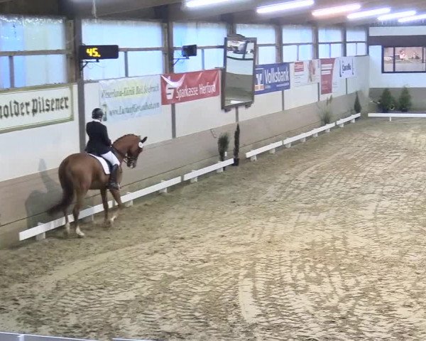 Reitturnier Vlotho-Valdorf 2017