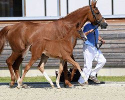 dressage horse Diamond's Shine 3 (German Sport Horse, 2018, from Diamond Hit)