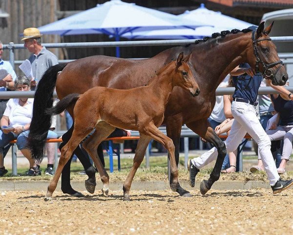 horse Stute von Daybreak M (Bavarian, 2018, from Daybreak M)