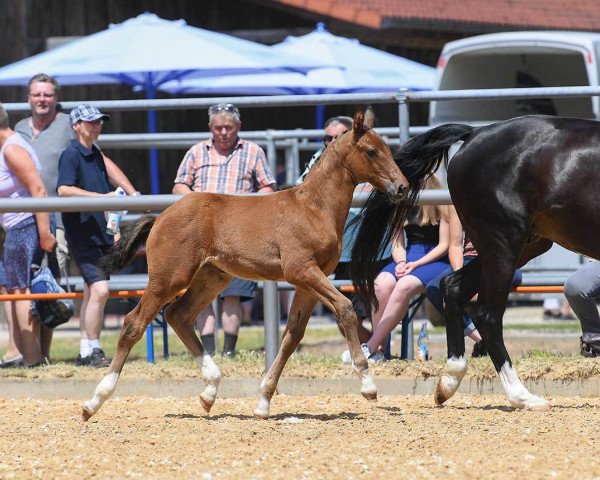 horse Stute von Borsalino (Bavarian, 2018, from Borsalino)