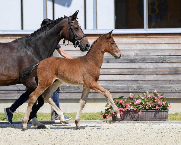 horse Tabaro (Bavarian, 2018, from Total Spezial)