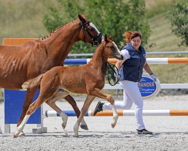 horse Balanos (German Sport Horse, 2018, from Bailamos Biolley)