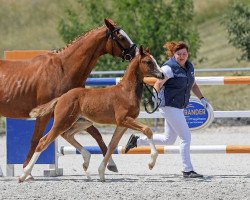 Pferd Balanos (Deutsches Sportpferd, 2018, von Bailamos Biolley)