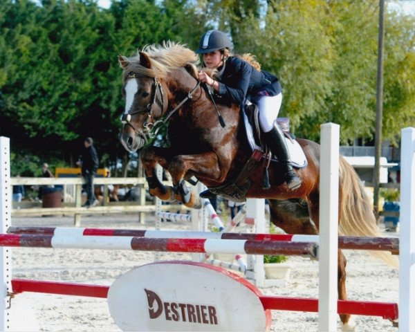 Pferd Quetzal de Civry (Französisches Pony, 2004, von Shining Starr Aristo)