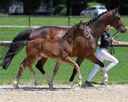 dressage horse Fürstenstein 13 (German Sport Horse, 2018, from Fürstenball)