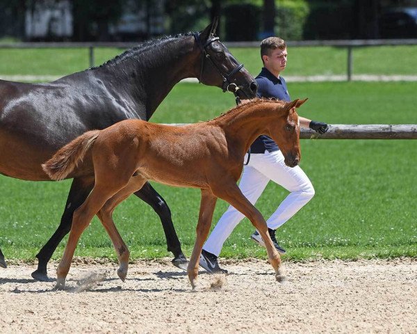 horse Hengst von Acantus GK (Bavarian, 2018, from Acantus)