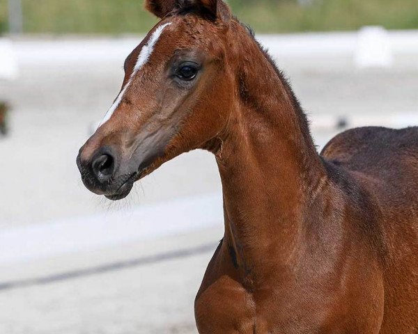 dressage horse Fabulous 20 (German Sport Horse, 2018, from Fürst Wettin)