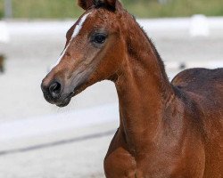 Dressurpferd Fabulous 20 (Deutsches Sportpferd, 2018, von Fürst Wettin)