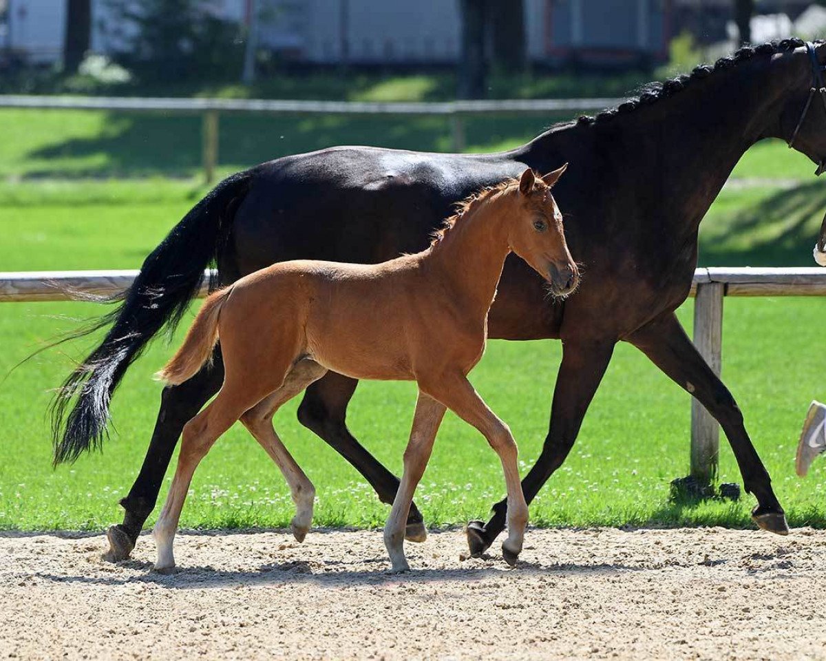 dressage horse Swanity Fair (German Sport Horse, 2018, from Secret)