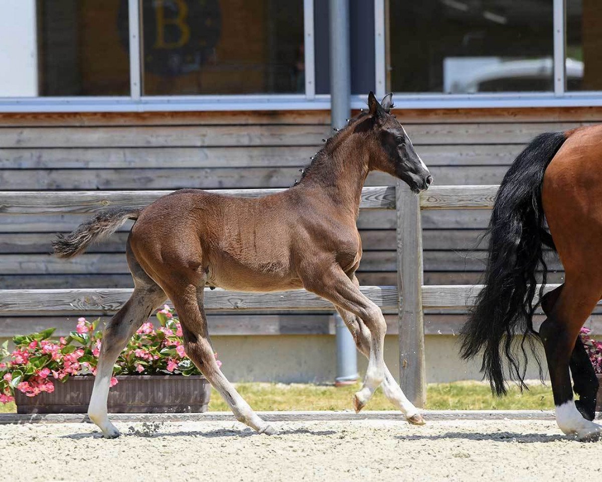 Pferd Hengst von Negro (Novabor) (Bayer, 2018, von Negro)