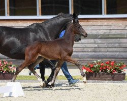 Deckhengst Bale (Bayer, 2018, von DSP Boss Hoss)