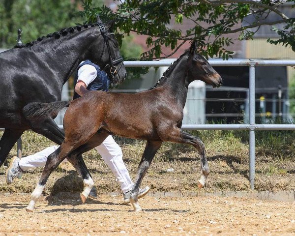 Pferd Ferragamo (Bayer, 2018, von Foundation 2)