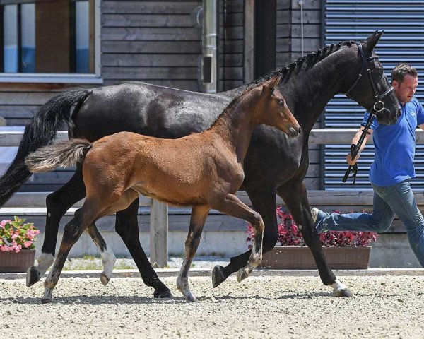 horse Stute von Zackman M (Bavarian, 2018, from Zackman M)