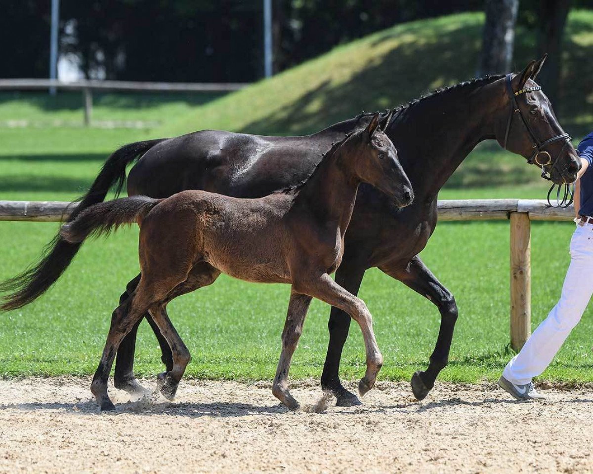 horse Stute von Quantensprung (Bavarian, 2018, from Quantensprung 3)