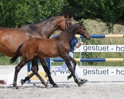Pferd Hengst von Diarado (Bayer, 2018, von Diarado)