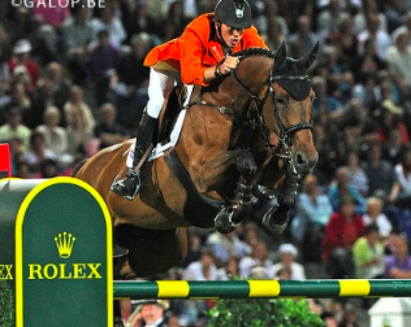 Zuchtstute Exquis Walnut de Muze (Belgisches Warmblut, 1999, von Nabab de Rêve)