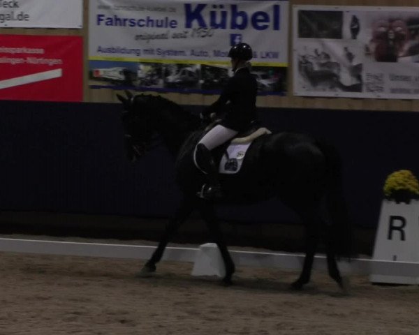 Reitturnier Weilheim/Teck 2017