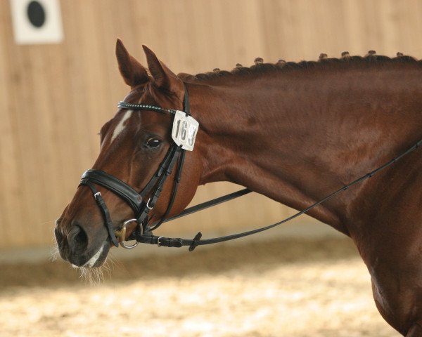 dressage horse Diacara (Hanoverian, 2008, from Don Henrico)