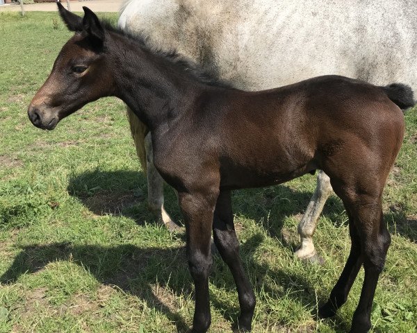 horse Lincenta HHA (Holsteiner, 2018, from Vincent)