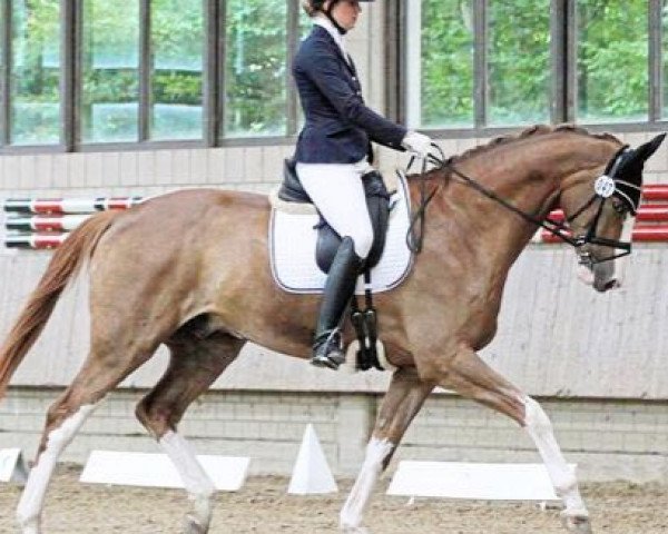 Dressurpferd Belmar (Westfale, 2011, von Belissimo NRW)
