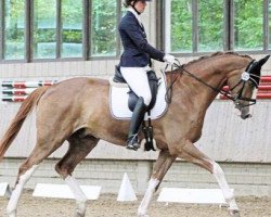 dressage horse Belmar (Westphalian, 2011, from Belissimo NRW)