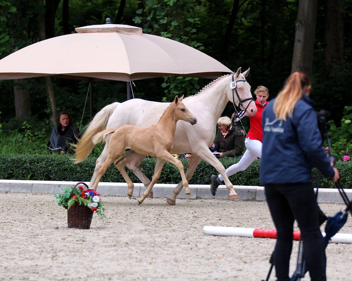 Pferd Quantum Aurum TS (Westfale, 2018, von Quantensprung 3)