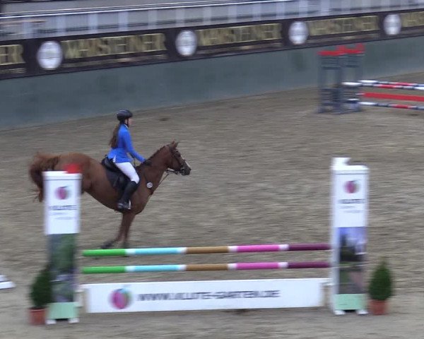 Reitturnier Warstein 2017