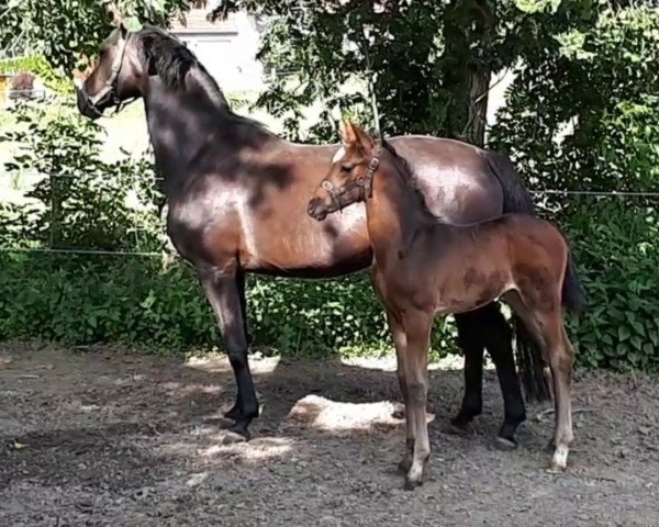 dressage horse Quback (Westphalian, 2018, from Quotenkoenig 2)