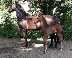 dressage horse Quback (Westphalian, 2018, from Quotenkoenig 2)