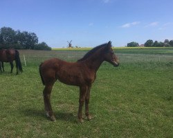 broodmare A Magie Noire (Westphalian, 2018, from A La Carte NRW)