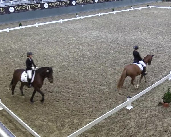Reitturnier Warstein 2017