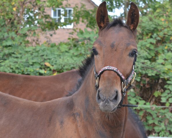horse Sheffield (Hanoverian, 2018, from Szenario)