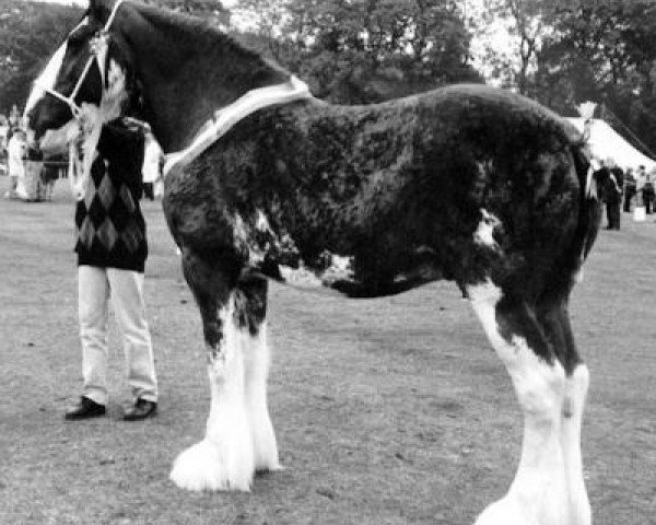 broodmare Kettlestoun Valetta (Clydesdale, 1981, from Doura Masterstroke)