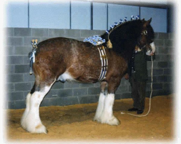 Deckhengst Phesdo Noble Scot (Clydesdale,  , von Woodhouse Turbo)