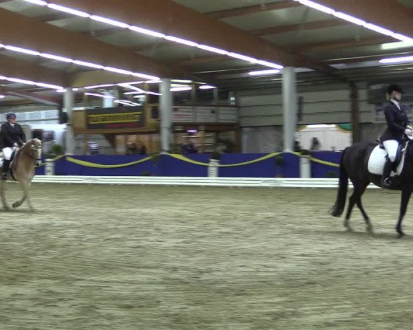 Reitturnier Isterberg 2017