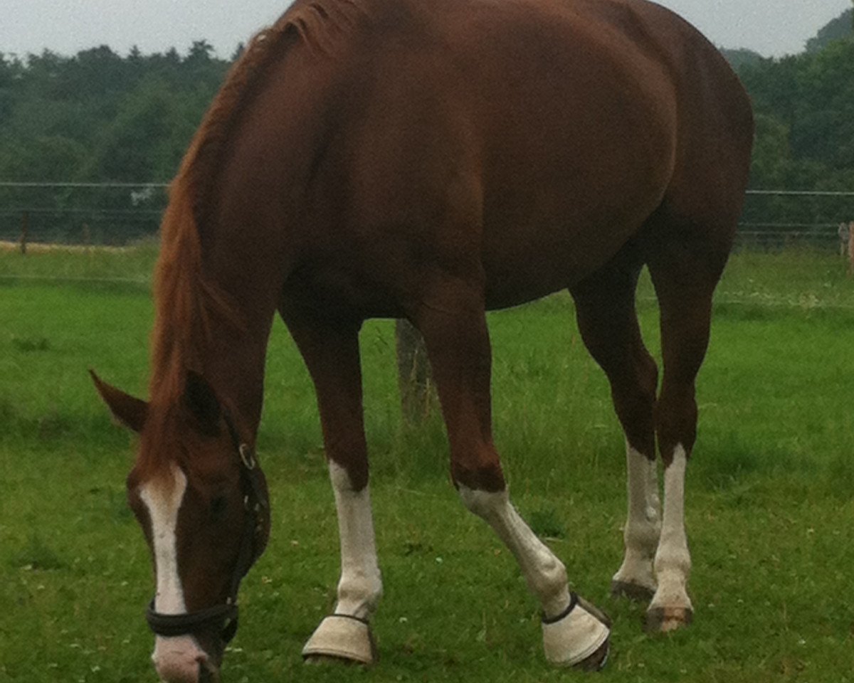 horse Ruby Red (Rhinelander, 1999, from Rilke)